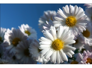 Фото белые цветы