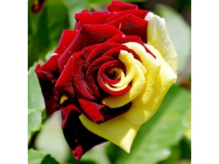 Самые красивые картинки цветов розы