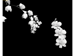 Графика картинки черно белые цветы