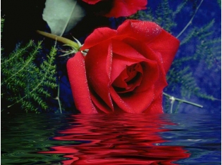 Цветы розы красивые фото