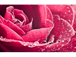 Картинки розовые розы цветы