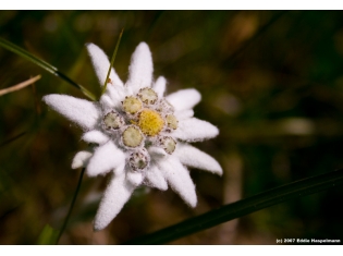 Цветок эдельвейс фото