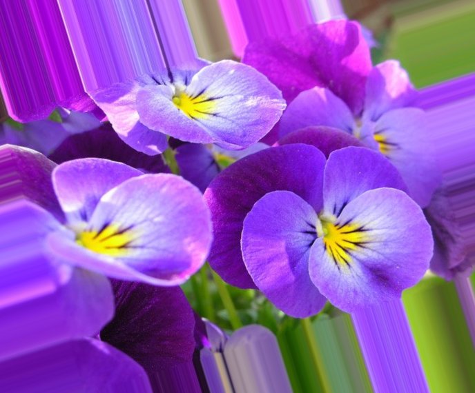 Цветы На Аватарку Фото