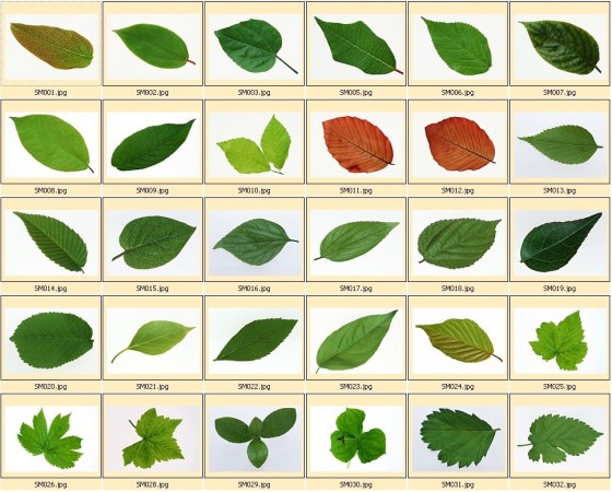 Определить породу дерева по фото листьев
