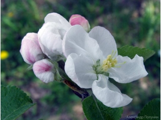 Цветы яблони картинки