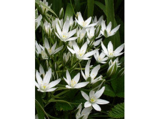Комнатные цветы белые фото
