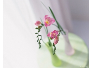 Фото цветок в вазе