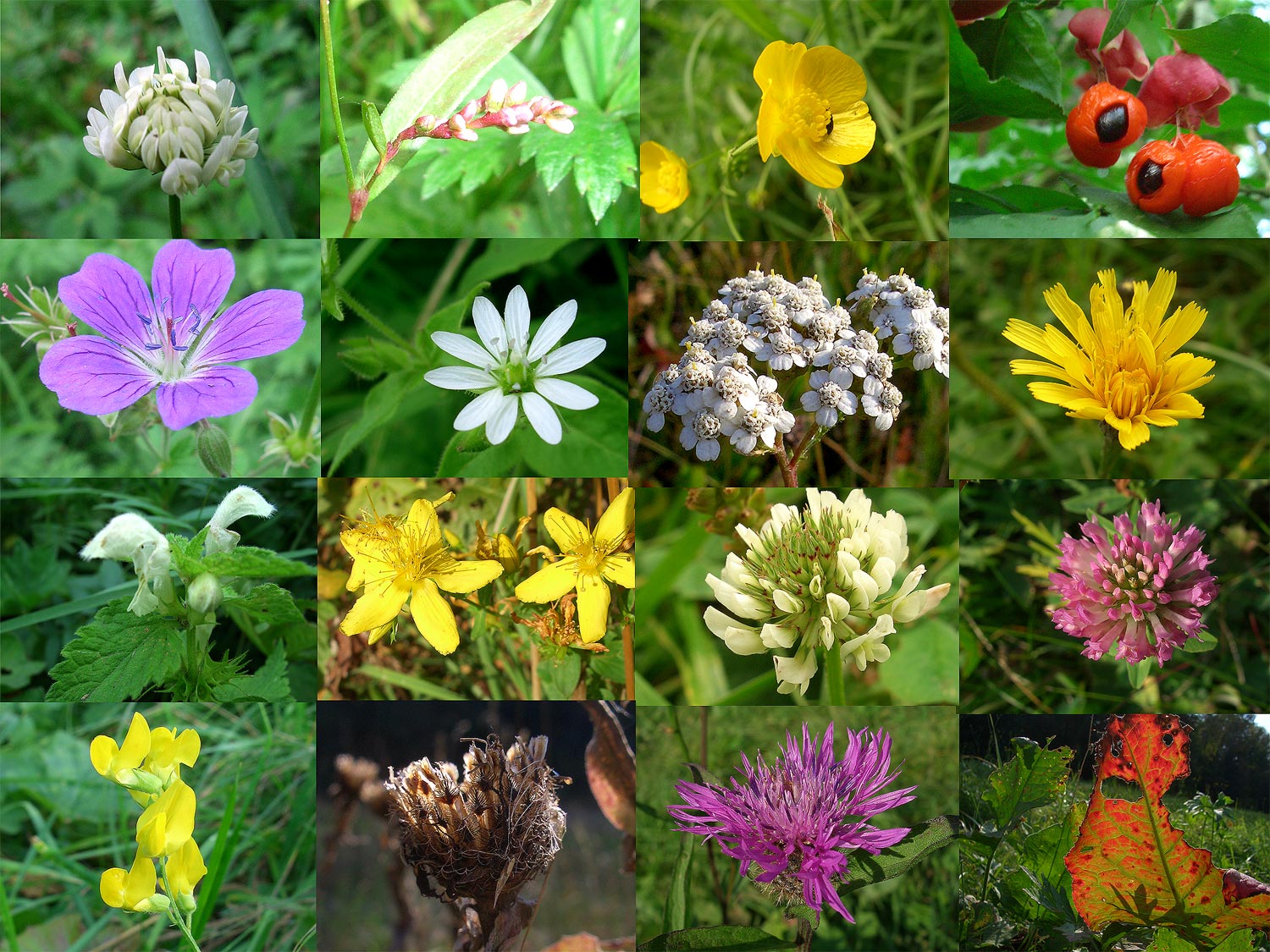 Растения полевые и луговые фото с названиями