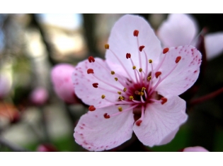 Цветок вишни картинки