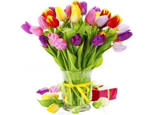 Красивые цветы тюльпаны картинки