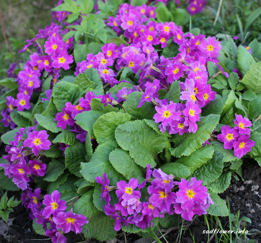 Фиолетовые цветы многолетники фото