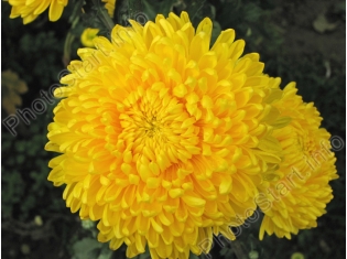 Цветок хризантема фото