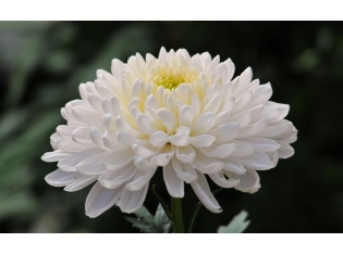 Цветок хризантема фото