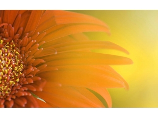 Оранжевый цветок картинки