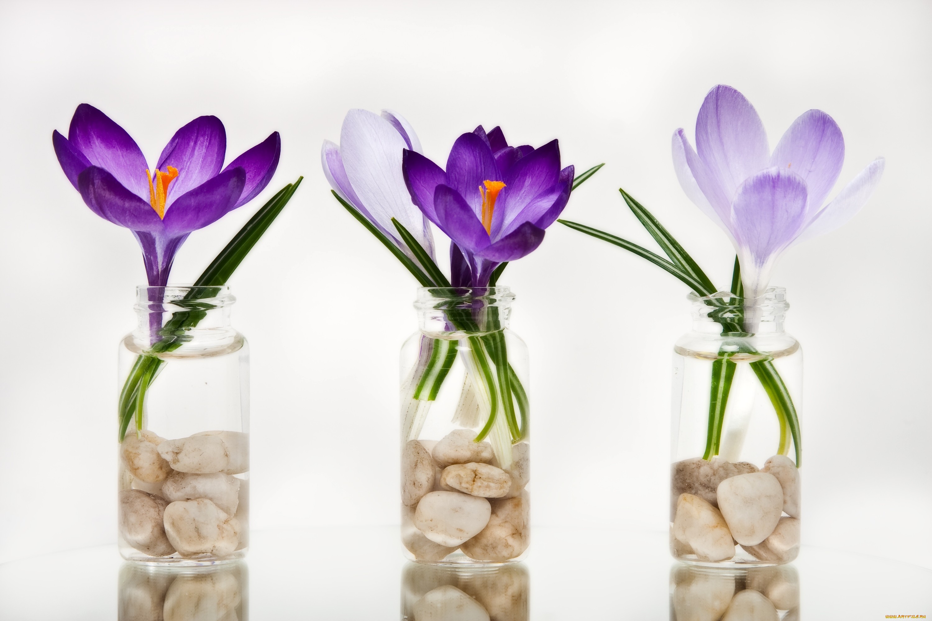 Как часто менять воду тюльпанам в вазе. Крокус цветок. Тюльпаны крокусы гиацинты. Весенние цветы в вазе. Цветы в прозрачной вазе.