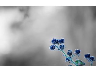 Синий цветок фото
