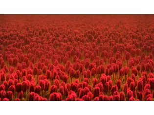 Цветы красного цвета фото