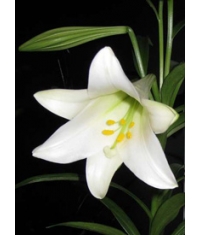 Лилия цветок фото