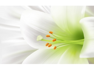 Лилия цветок фото