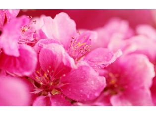 Розовые цветы фото