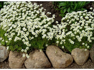 Белые цветы фото и названия