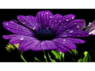 Красивые картинки фиолетового цвета