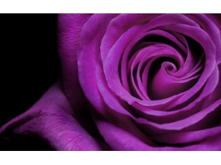 Красивые картинки фиолетового цвета