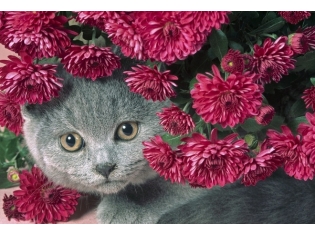 Кот и цветы картинки