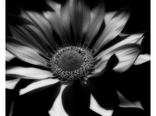 Цветок фото черно белое