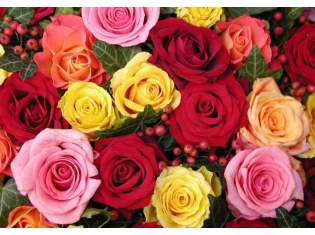 Фото красивых цветов роз