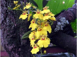 Орхидеи в природе фото