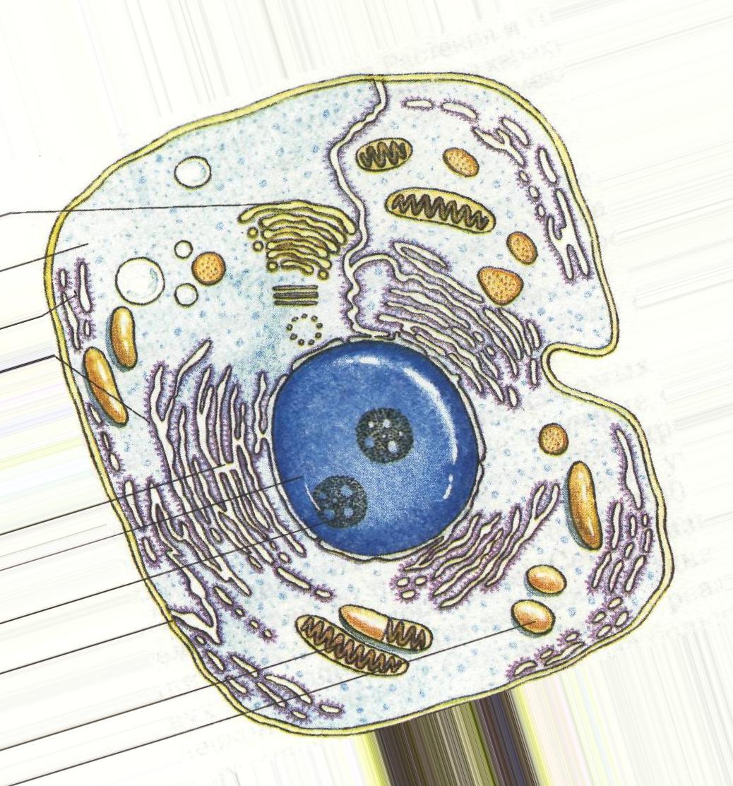 Нарисовать живой организм. Эукариоты Живая клетка. Эукариотическая клетка животного. Цитология органоиды клетки. Клетка эукариот рисунок.