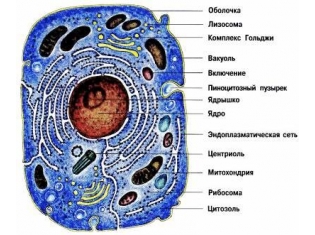 Животная клетка картинки