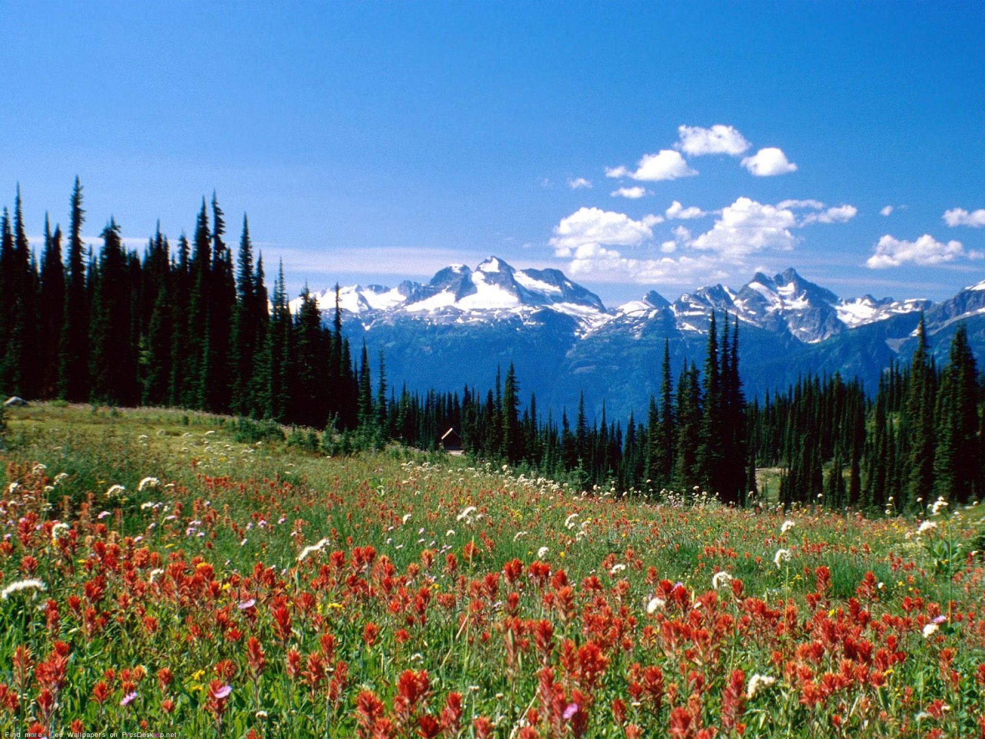 Описание фотографии природа. Канада Альпийские Луга. Национальный парк Маунт Ревелсток. Альпийские Луга Австрии. Горы летом.