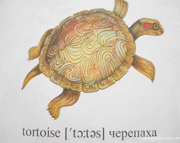 Turtle на русский. Черепаха на английском. Карточки по английскому языку черепаха. Карточка черепаха. Черепаха по ангд.