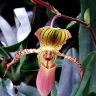 Орхидея в природе фото