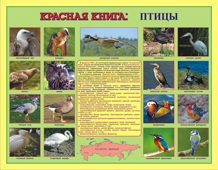 Красная книга курской области растения и животные фото и описание