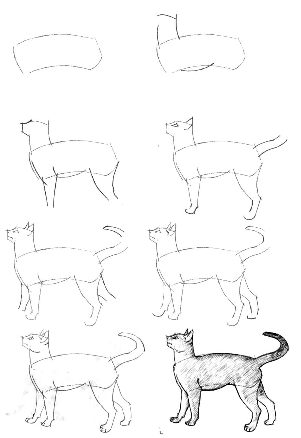 Уроки рисования для начинающих поэтапно. Кошка рисовка сбоку. Этапы рисования кошки. Уроки рисования кошек. Рисунок легкий.