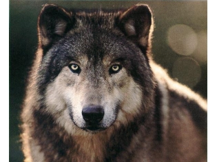 Волк фото животное