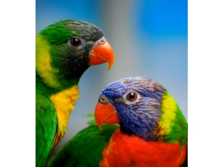 ��������� - ���� ���������