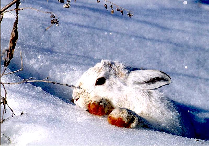 Заяц в сугробе. Заяц зимой. Зайчик зимой. Заяц на снегу. Кролик в снегу.