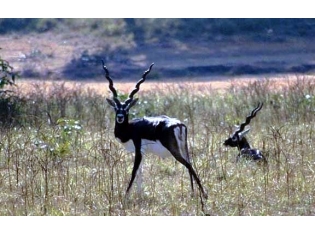 ������� ������