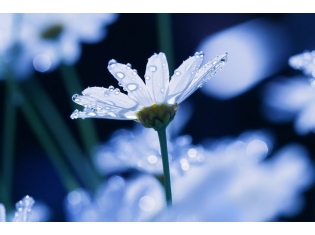 Фото белый цветок