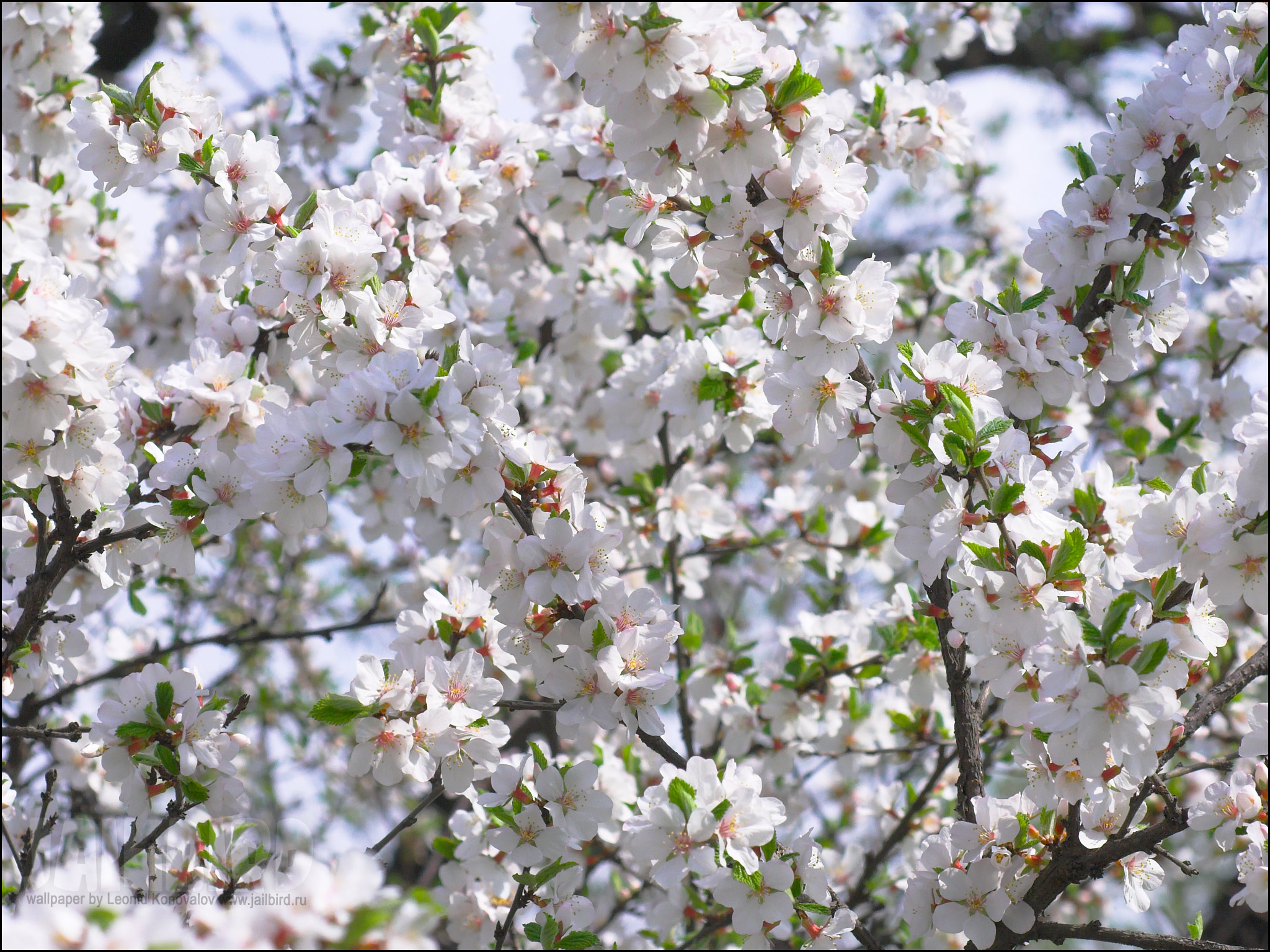 цветение вишни фото
