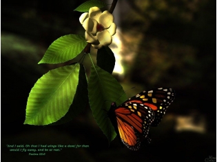 Фото бабочки на цветах