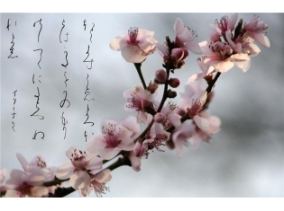 Картинки цветок сакура
