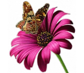 Анимационные картинки цветы бабочки