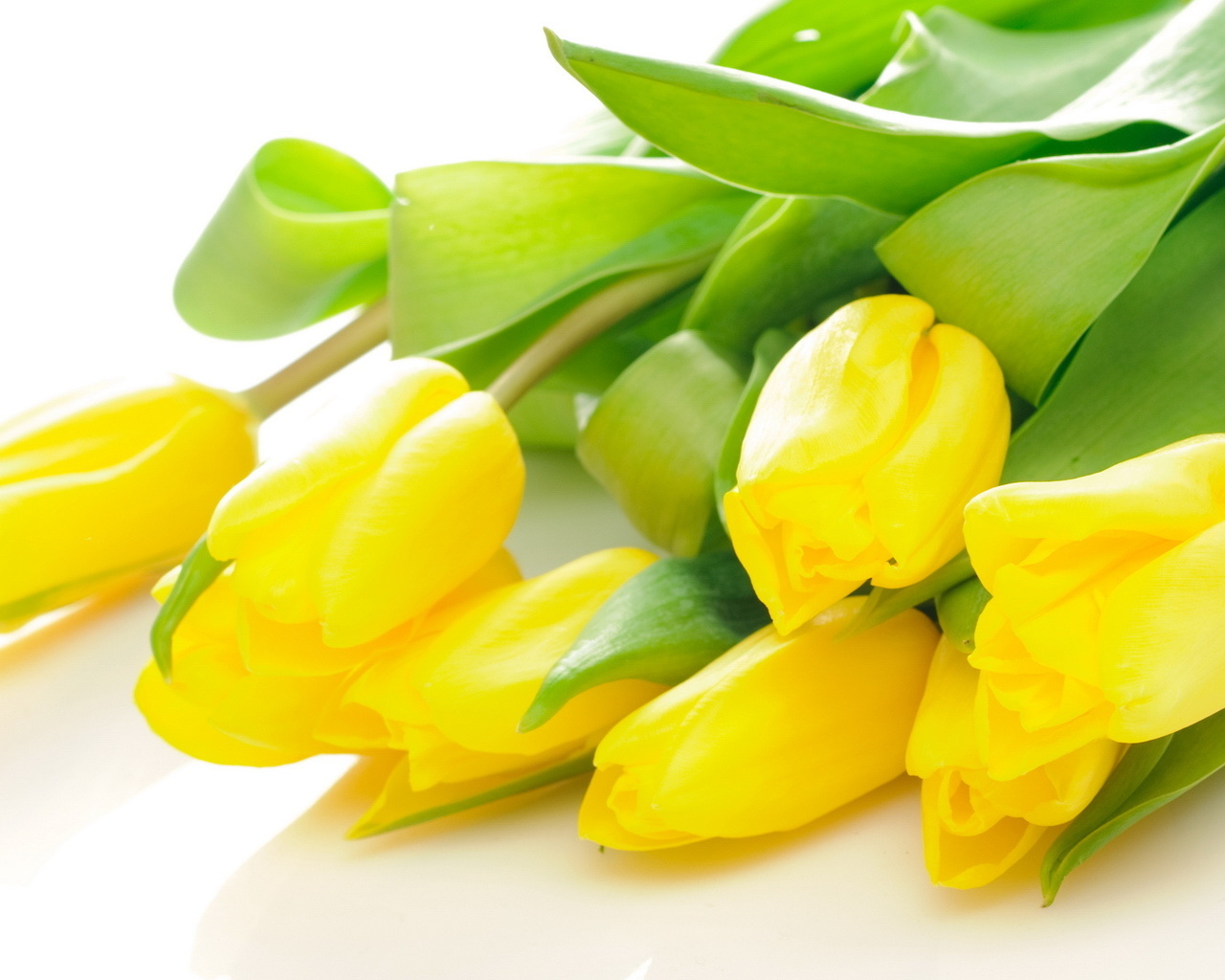 Почему желтые тюльпаны вестники разлуки. Цветы тюльпаны. Желтые тюльпаны. Желтые тюльпаны цветы. Тюльпаны фон.