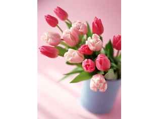 Картинки цветов красивые тюльпаны