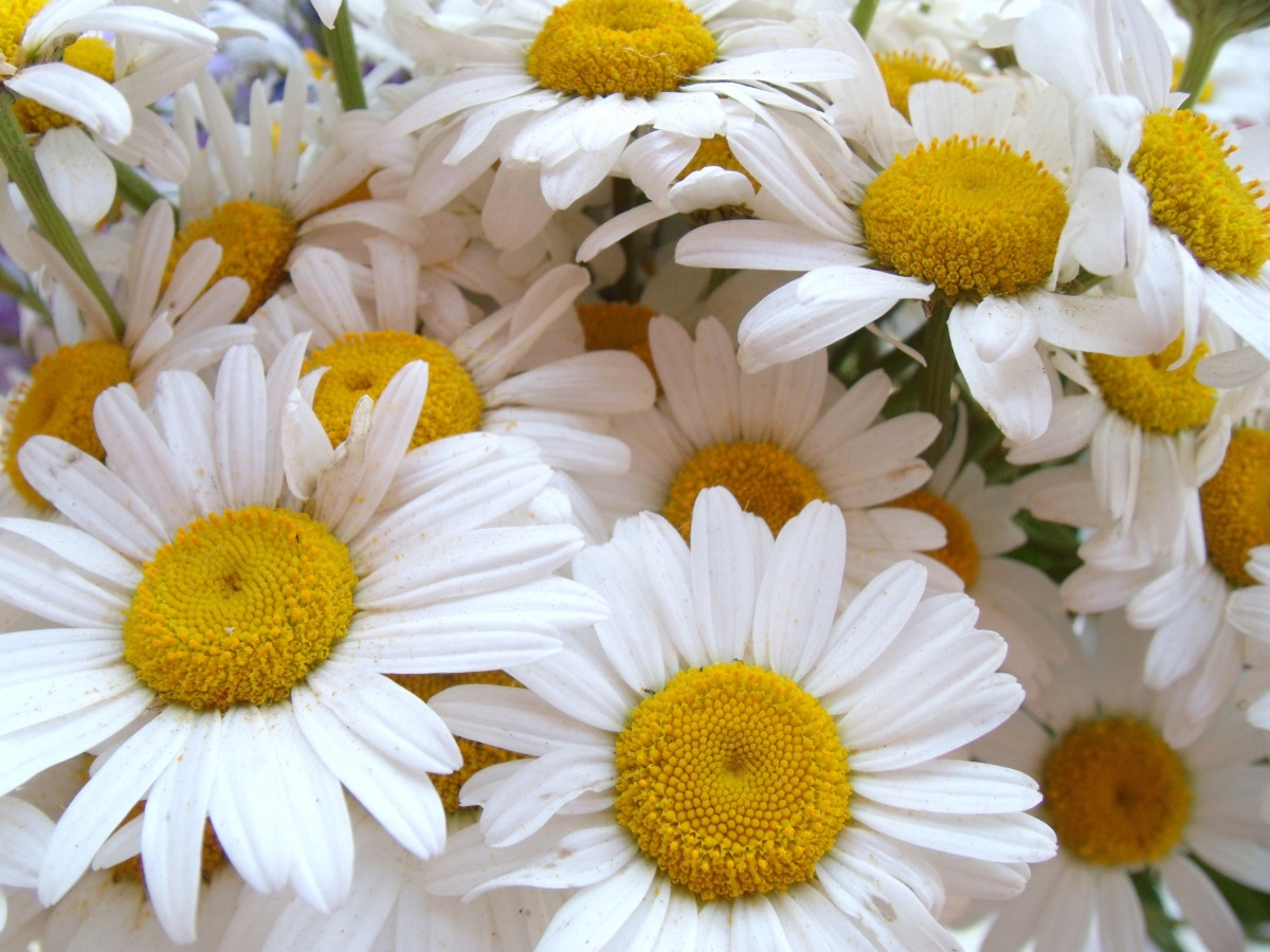 Как распознать цветок по фотографии онлайн
